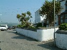 Palm trees in Peverell Terrace. 30 May 2003.